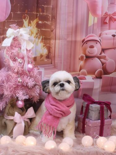 20241222こむぎちゃん